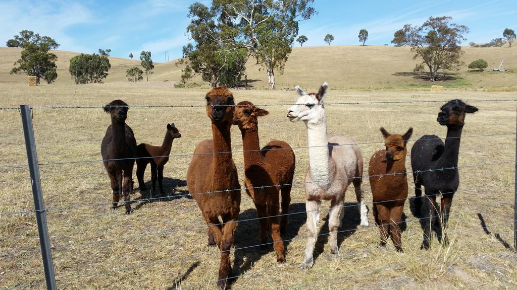 Hillview Farmstay Gundagai Buitenkant foto