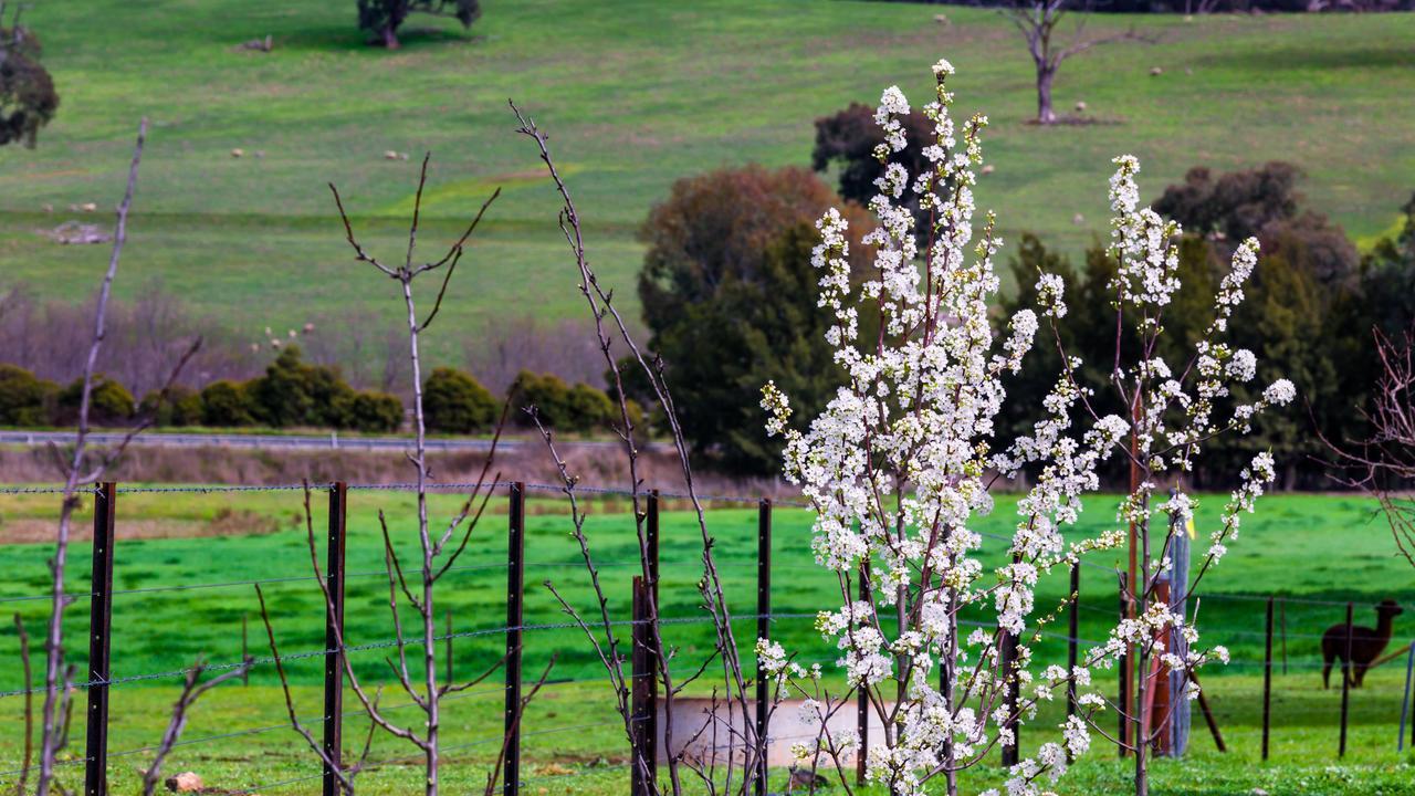 Hillview Farmstay Gundagai Buitenkant foto