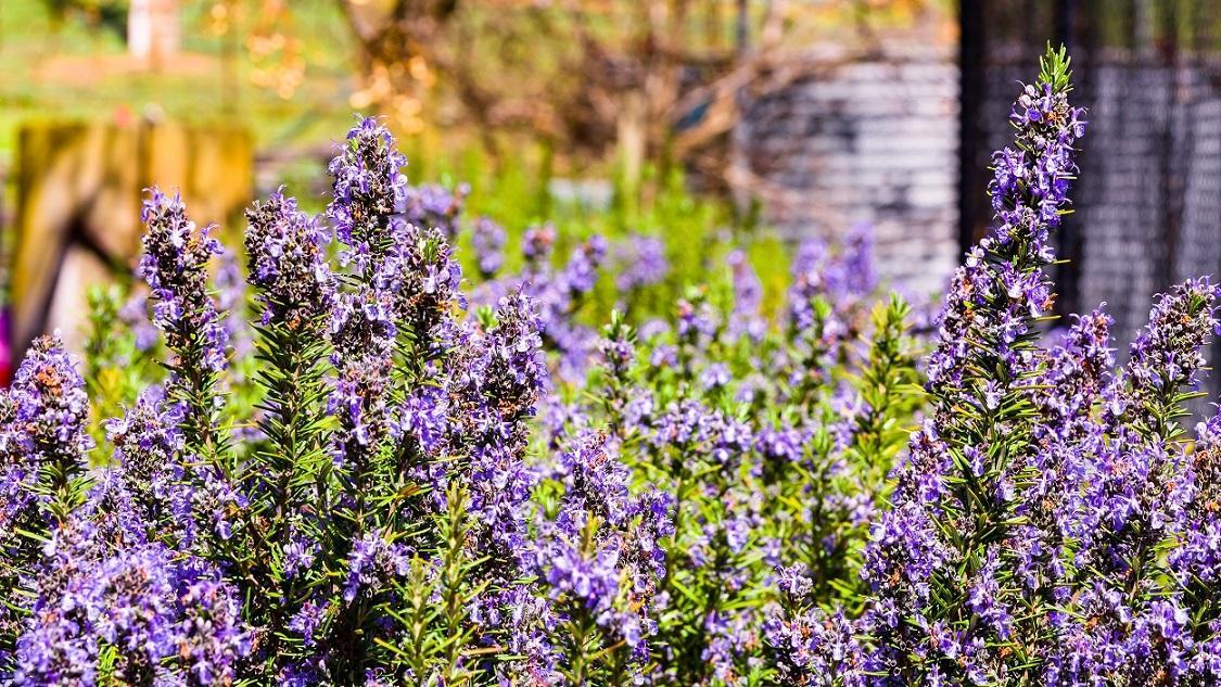 Hillview Farmstay Gundagai Buitenkant foto