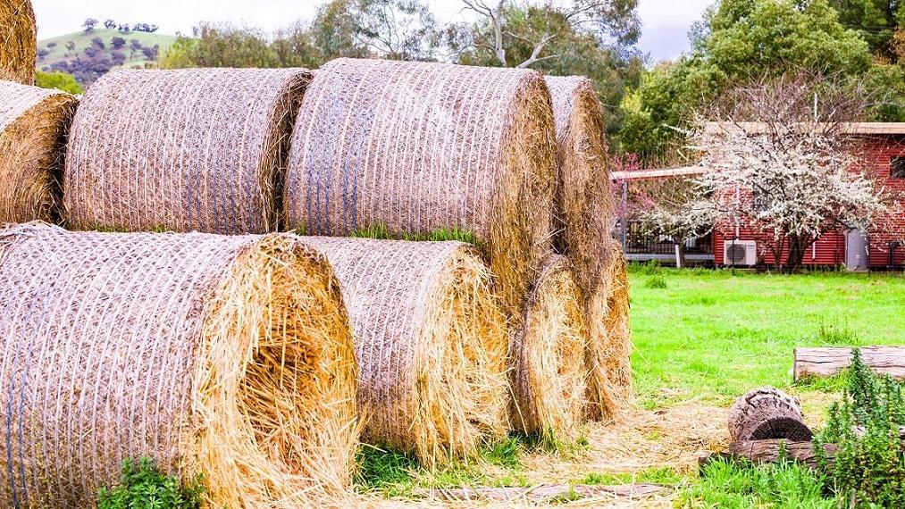 Hillview Farmstay Gundagai Buitenkant foto
