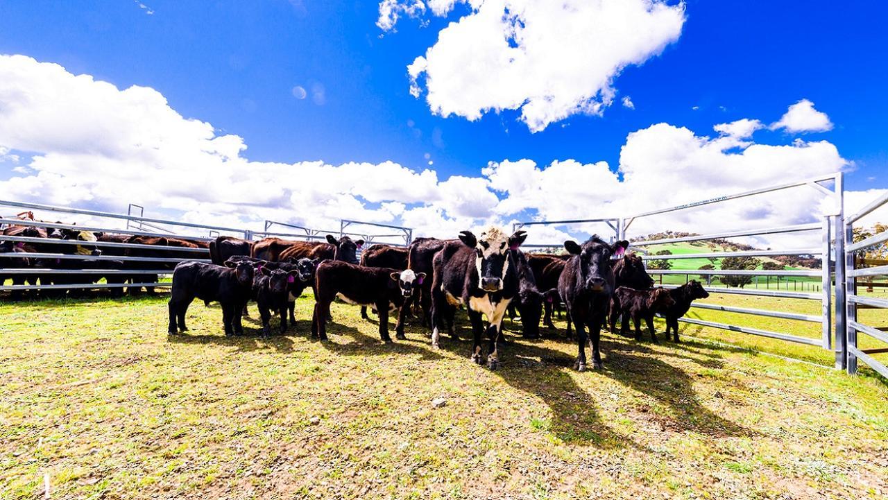 Hillview Farmstay Gundagai Buitenkant foto