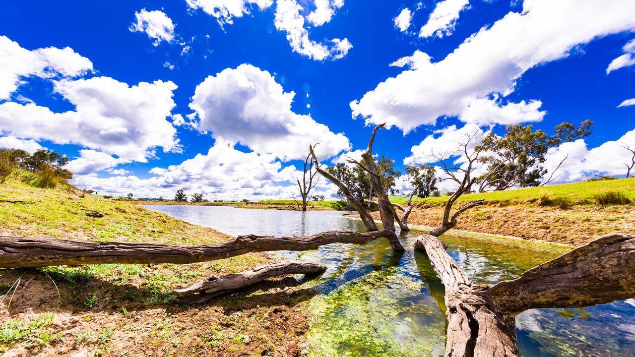 Hillview Farmstay Gundagai Buitenkant foto